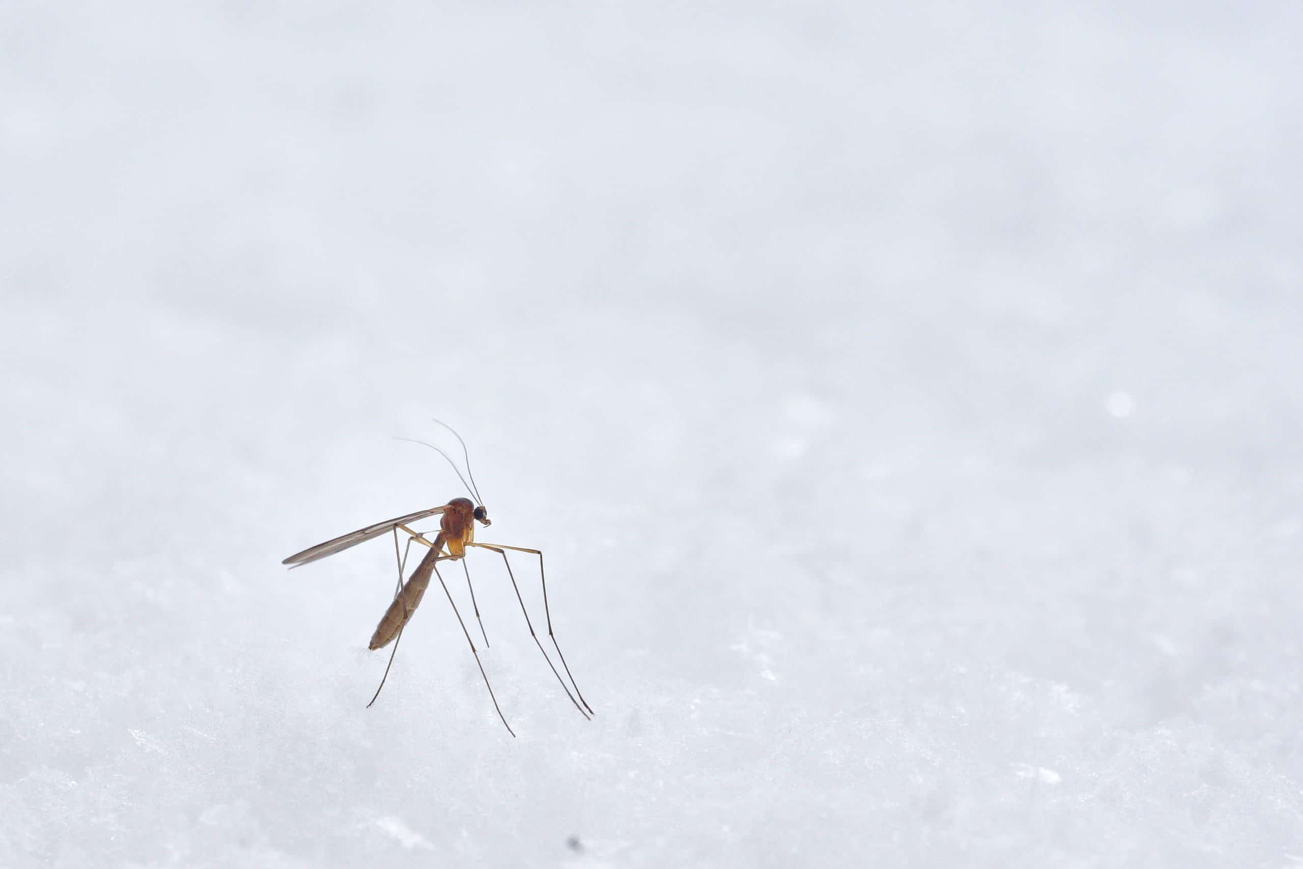 https://www.thefamilyhomestead.com/wp-content/uploads/2020/07/6-DIY-Amish-Flying-Insect-Trap-scaled.jpg?ezimgfmt=rs:380x253/rscb1/ngcb1/notWebP