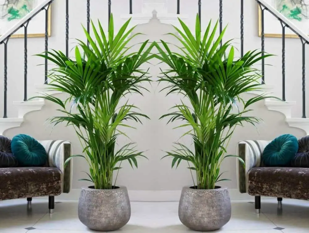 20 Low Light Indoor Trees To Liven Up Your Living Space