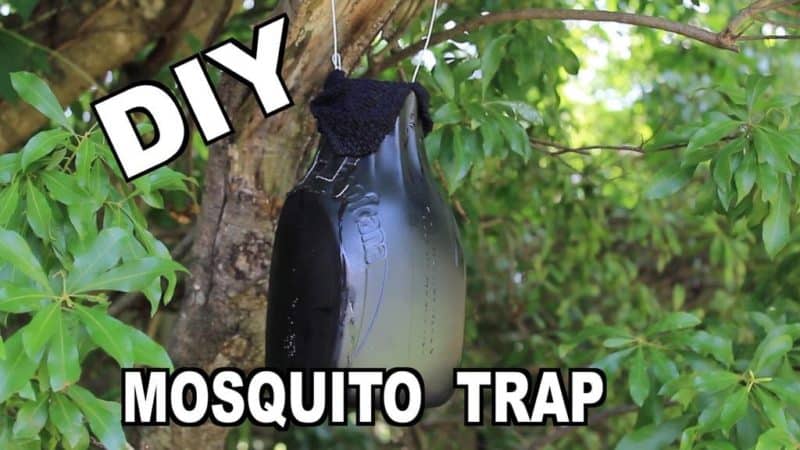 10 Easy and Effective DIY Mosquito Traps